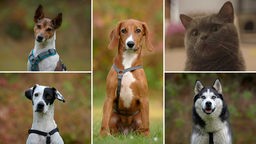 Eine Collage aus fünf Hunden und einer Katze 