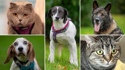Collage aus fünf Tierbildern: oben links eine graue Katze, unten links ein braun-weißer Hund, in der Mitte ein schwarz-weißer Hund, oben rechts ein schwarz-brauner Hund und unten rechts eine getigerte Katze 