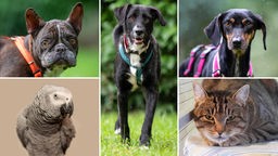 Collage aus fünf Tierbildern: oben links ein brauner Hund, unten links ein grauer Papagei, in der Mitte ein schwarzer Hund, oben rechts ein schwarz-brauner Hund und unten rechts eine getigerte Katze