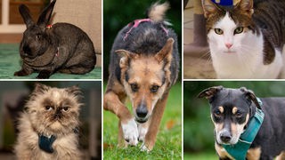 Collage aus fünf Tierbildern: oben links ein brauner Hase, unten links eine braun-graue Katze, in der Mitte ein schwarz-brauner Hund, oben rechts eine weiß-getigerte Katze und unten rechts ein schwarz-brauner Hund 