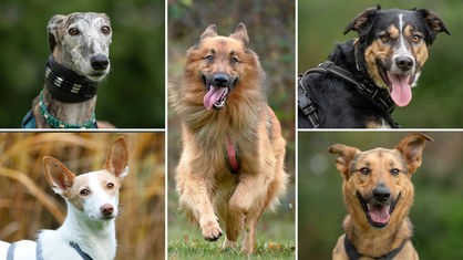 Collage aus fünf Tierbildern: oben links ein grau-brauner Hund, unten links ein weiß-brauner Hund, in der Mitte ein brauner Hund, oben rechts ein schwarz-brauner Hund und unten rechts ein brauner Hund