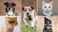 Collage aus fünf Tierbildern: oben links ein braun-schwarzer Hund, unten links eine rote Katze, in der Mitte ein braun-weißer Hund, oben rechts eine weiße Katze und unten rechts ein braun-schwarzer Hund