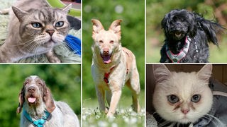 Collage aus fünf Bildern: oben links eine grau-getigerte Katze, unten links ein braun-weißer Hund, in der Mitte ein blonder Hund, oben rechts ein schwarzer Hund, unten rechts eine weiße Katze