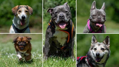 Eine Collage aus fünf verschiedenen Hunden 