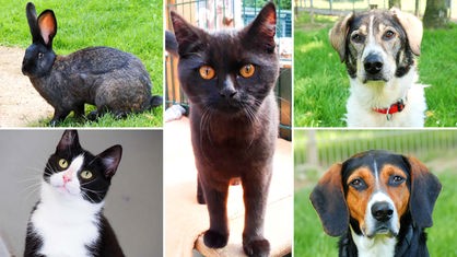 Collage aus fünf Tierbildern: oben links ein schwarzer Hase, unten links eine schwarz-weiße Katze, in der Mitte eine schwarze Katze, oben und unten rechts jeweils ein dreifarbiger Hund