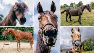 Eine Collage aus fünf Pferden 
