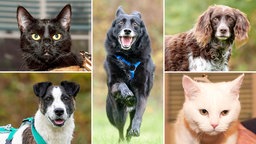 Collage aus fünf Tierbildern: oben links eine schwarze Katze, unten links ein weiß-brauner Hund, in der Mitte ein schwarzer Hund, oben rechts ein brauner Hund und unten rechts eine weiße Katze