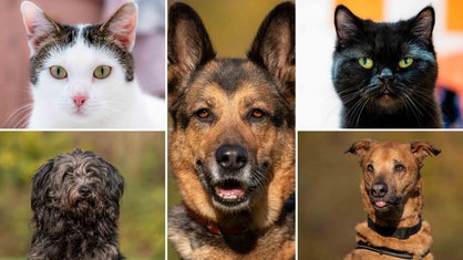 Eine Collage aus zwei Katzen und drei Hunden 