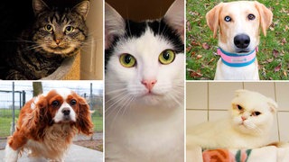 Eine Collage aus drei Katzen und zwei Hunden 