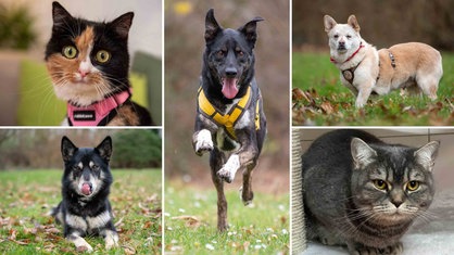 Eine Collage aus zwei Katzen und drei Hunden 