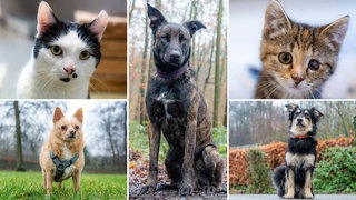 Eine Collage aus zwei Katzen und drei Hunden 