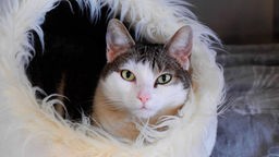 Katze mit weißem Fell und braut-getigerten Flecken sitzt in einem Katzenkorb