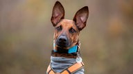 Schwarz-brauner Hund mit großen Ohren und einem bunten großen Halsband 