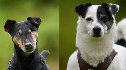 Eine Collage aus einem einäugigen Hund mit schwarz-braunem Fell und einem Hund mit weiß-schwarzem Fell 