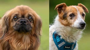 Eine Collage aus einem Hund mit braunem langem Fell und einem Hund mit tricolor-farbigem Fell 