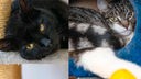 Eine Collage aus einer Katze mit schwarzem Fell und einer tricolor-farbigen Katze 