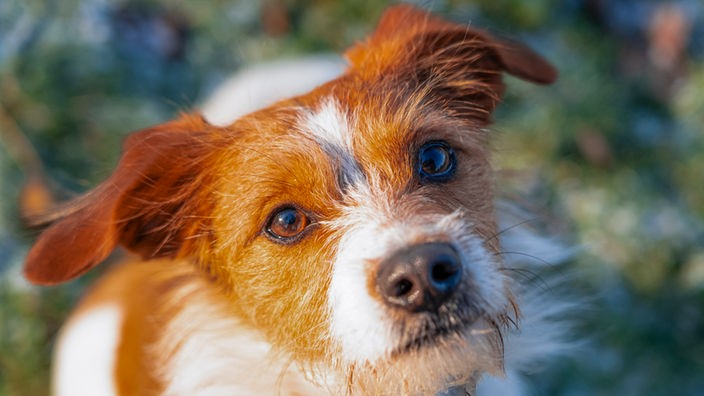 Hund mit rotbraun-weißem Fell in Nahaufnahme 
