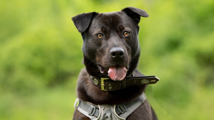 Schwarzer Hund mit einem großen schwarzen Halsband 