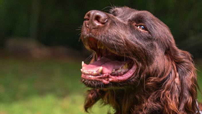 Nahaufnahme eines braunen Hundes 