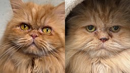 Collage von zwei roten langhaarigen Katzen mit gelben Augen 