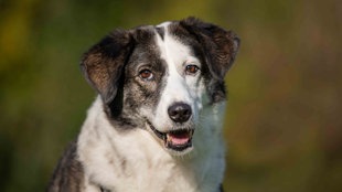 Ein Hund mit dunkel gestromt-weißem Fell in Nahaufnahme 