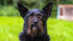 Hund mit schwarzem Fell und Schnautzer in Nahaufnahme 