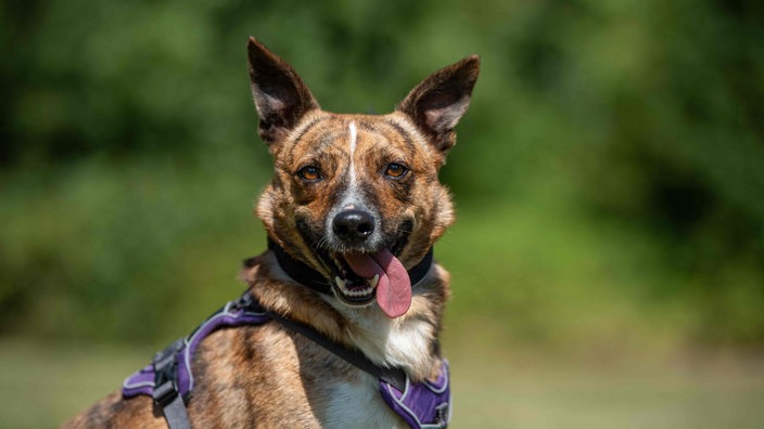 Kleiner Hund mit braungestromt weißem Fell hechelnd in Nahaufnahme 