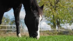 Pferd mit schwarz-weißem Fell steht auf einer Wiese und frisst Gras 