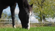 Pferd mit schwarz-weißem Fell steht auf einer Wiese und frisst Gras 