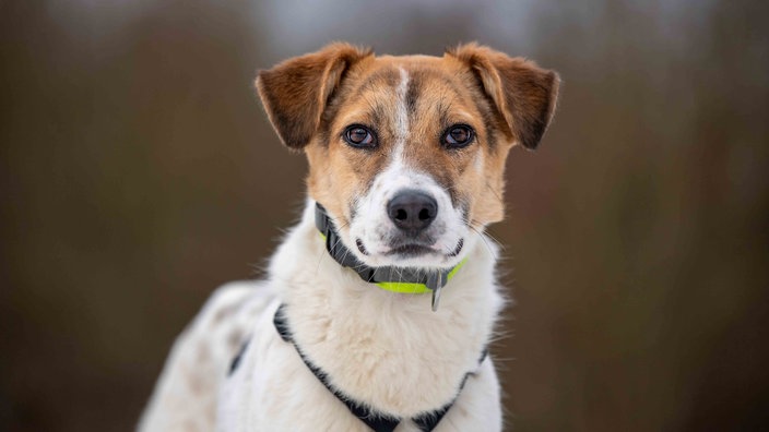 Ein Hund mit weißem Fell und braunen Flecken in Nahaufnahme 