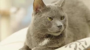 Katze mit grauem Fell und Silberblick in Nahaufnahme 