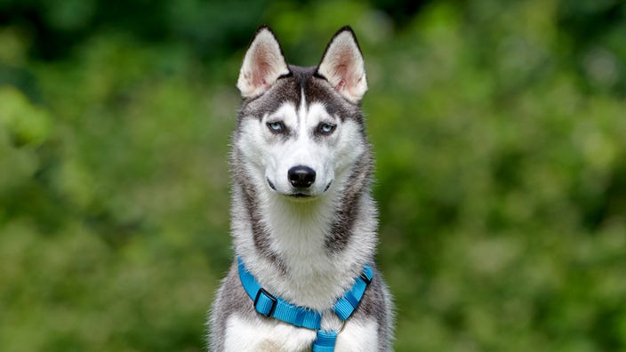 Grau-weißer großer Hund mit blauen Augen 