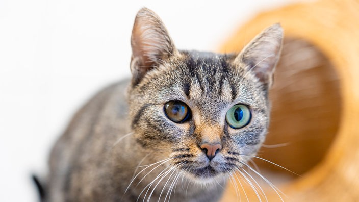 Katze mit getigertem Fell und einem getrübten rechten Auge in Nahaufnahme 