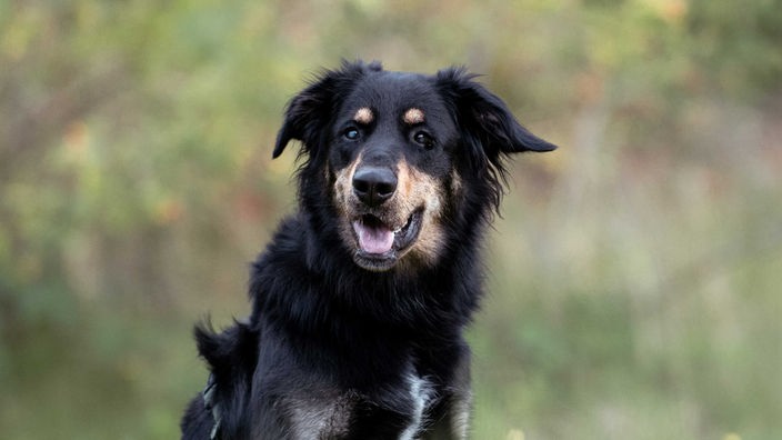 Hund mit schwarz-braunem Fell in Nahaufnahme 