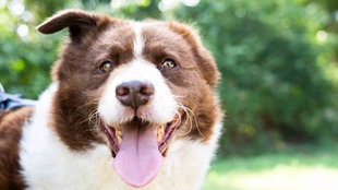 Ein Hund mit weiß-braunem Fell schaut hechelnd in die Kamera 