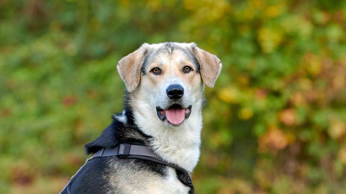 Ein Hund mit tricolor-farbigem Fell in Nahaufnahme 