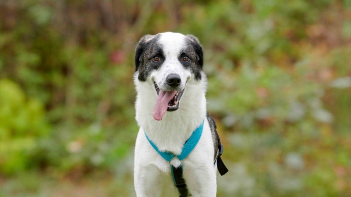 Ein Hund mit weißem Fell und gestromten Abzeichen hechelnd in Nahaufnahme 