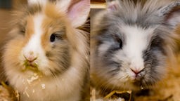 Zwei Kaninchen