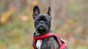 Ein mittelgroßer Hund mit dunkel gestromtem Fell in Nahaufnahme 