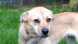 Hund mit hellbraunem Fell und braunen Augen in Nahaufnahme 