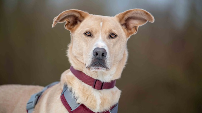 Ein Hund mit beige-weißem Fell in Nahaufnahme 