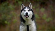 Hund mit dunkelgrau-weißem Fell und eisblauen Augen in Nahaufnahme 