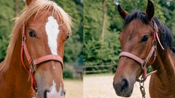 Eine Collage aus zwei Pferden 