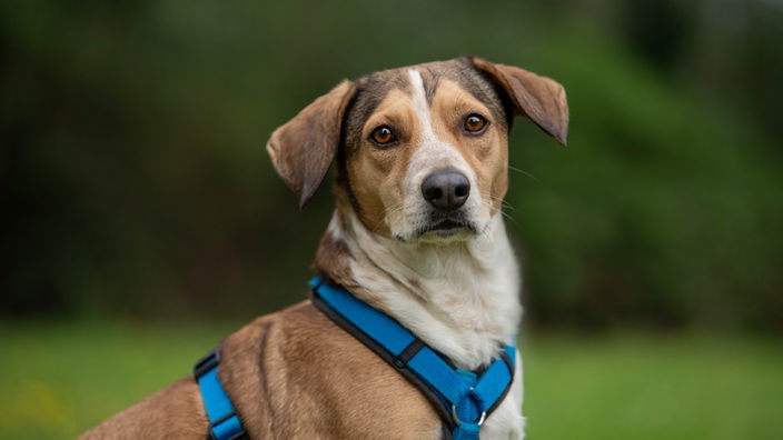 Dreifarbiger Hund mit einem blauen Geschirr