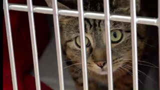 Eine Katze schaut durch ein Gitter 