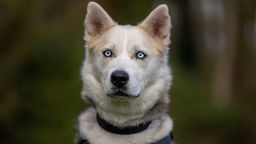 Mittelgroßer Hund mit dichtem, weiß-schwarzen Fell und blauen Augen in Nahaufnahme