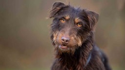 Ein Hund mit wuscheligem braunem Fell in Nahaufnahme 