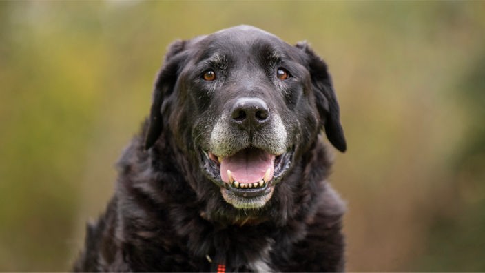 Mittelgroßer schwarzer Hund mit kräftigem Körper, dichtem Fell und grauer Schnauze in Nahaufnahme