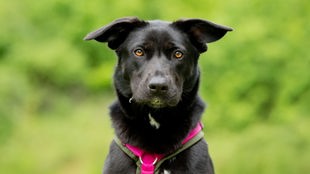 Schwarzer Hund mit braunen Augen und einem pinken Geschirr