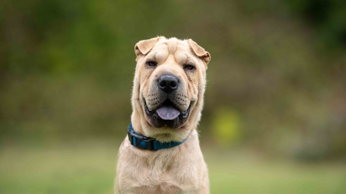 Ein Hund mit hellem Fell und eingeklappten Ohren in Nahaufnahme 